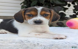 Beagle dogs for sale: Max - Image 8