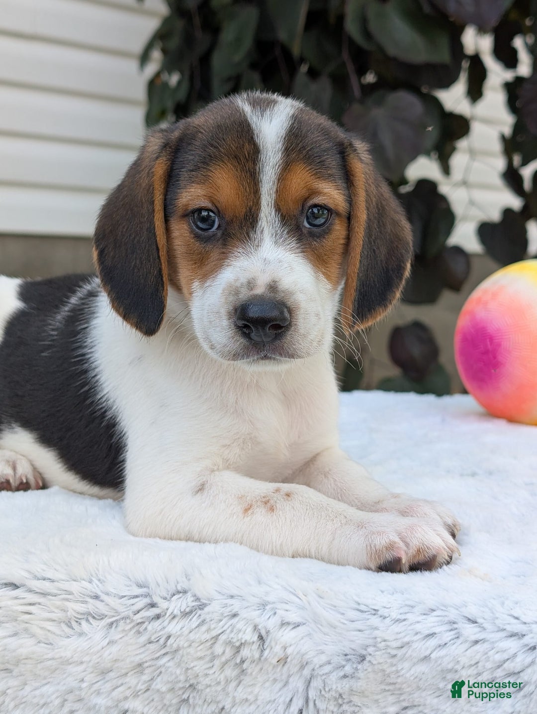 Beagle dogs for sale: Max - Image 8