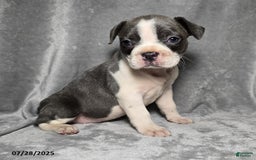 Frenchton dogs for sale: Jasmine - Image 2