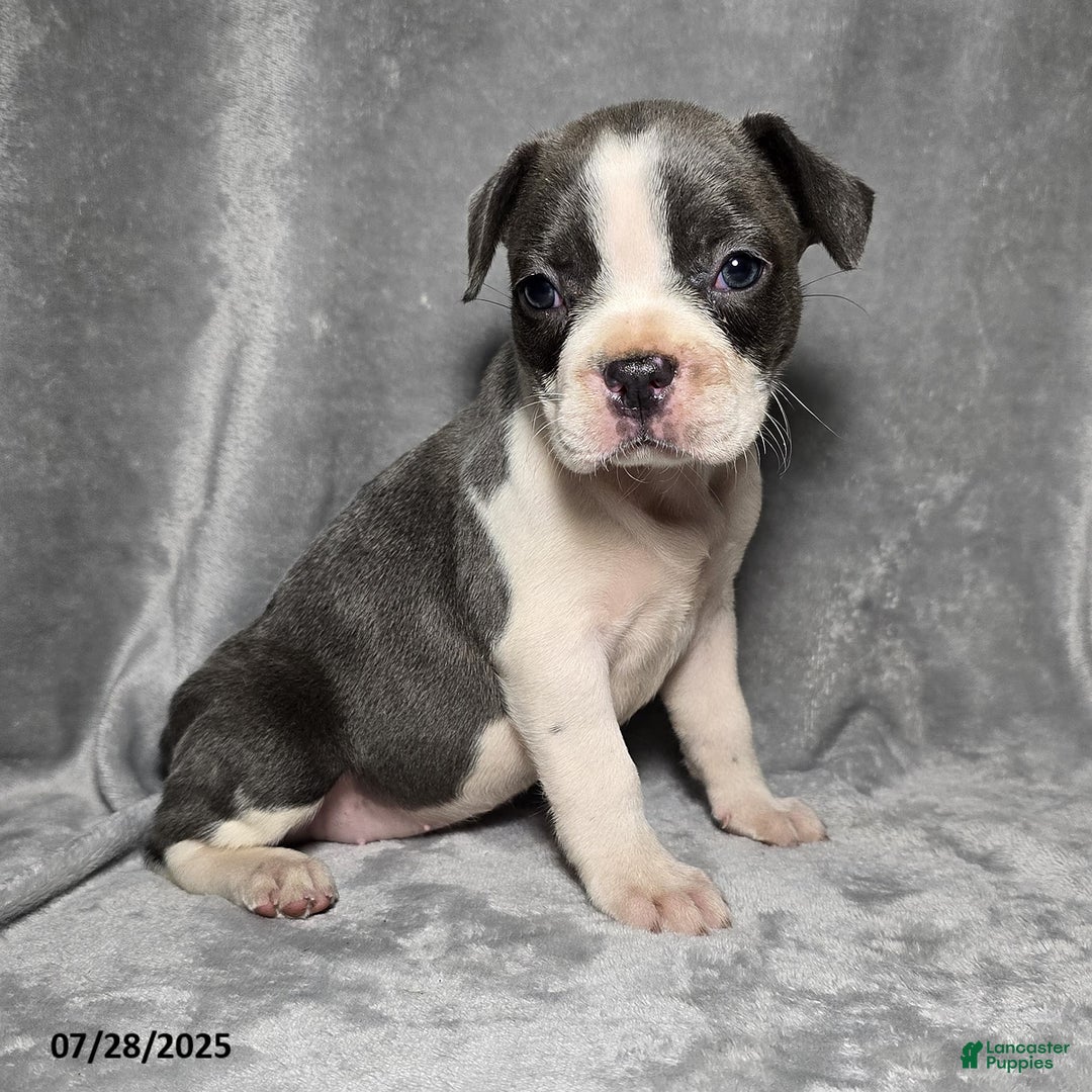 Frenchton dogs for sale: Jasmine - Image 2