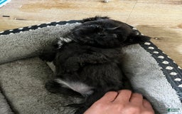 Shih Tzu dogs for sale: Pretty Girl - Image 5