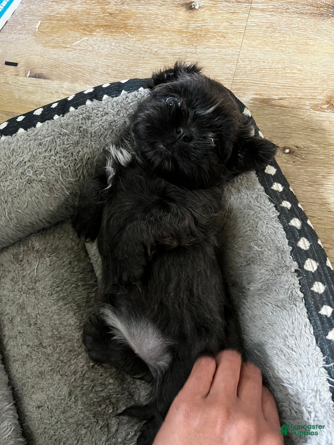 Shih Tzu dogs for sale: Pretty Girl - Image 5
