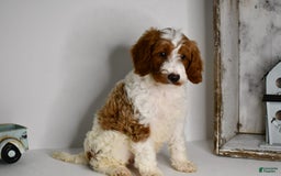 Mini Goldendoodle dogs for sale: Hunter - Image 12