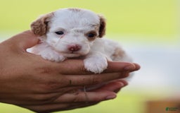 Toy Poodle dogs for sale: Memory - Image 8