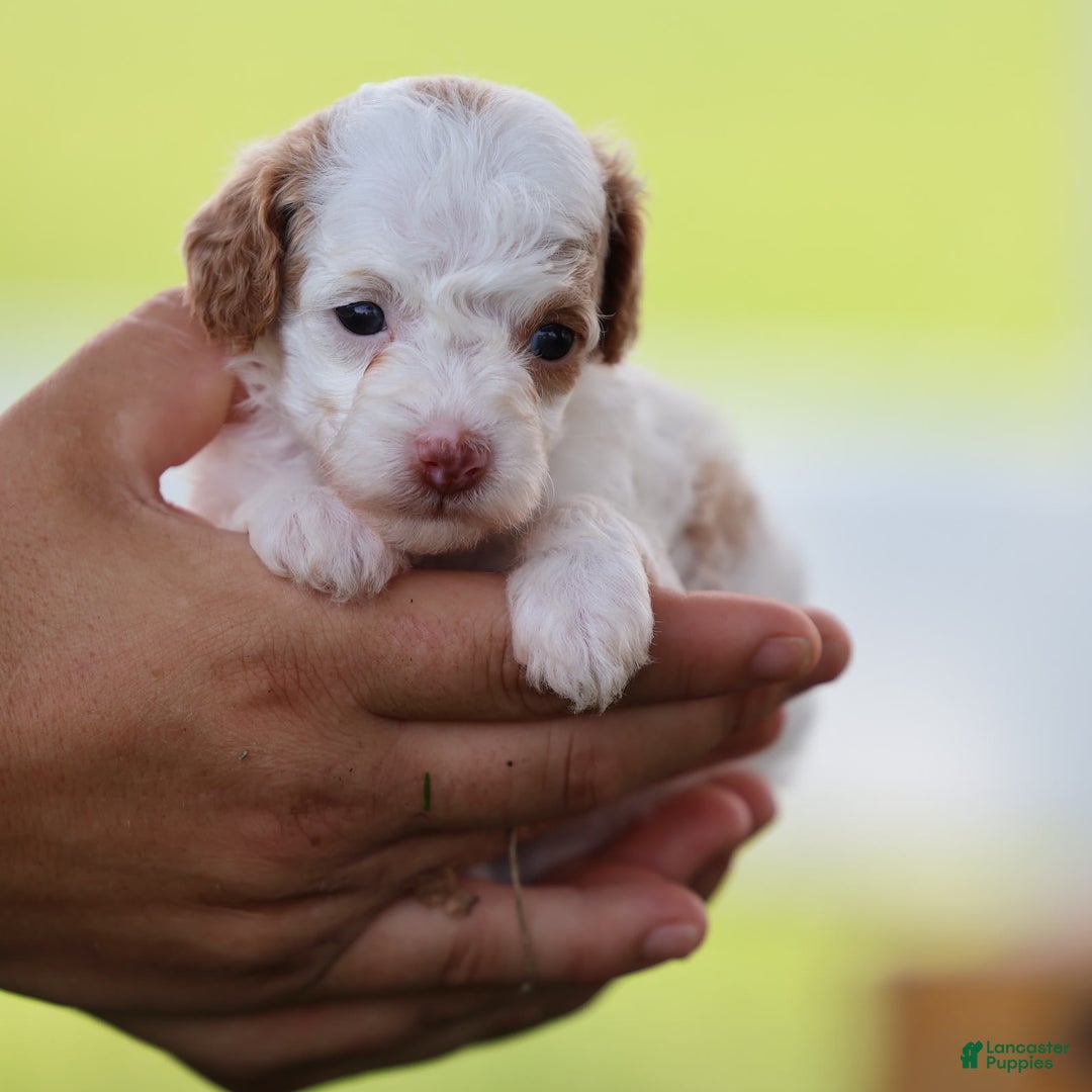 Toy Poodle dogs for sale: Memory - Image 8