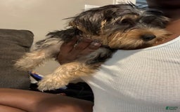 Yorkshire Terrier dogs for sale: Prince - Image 4