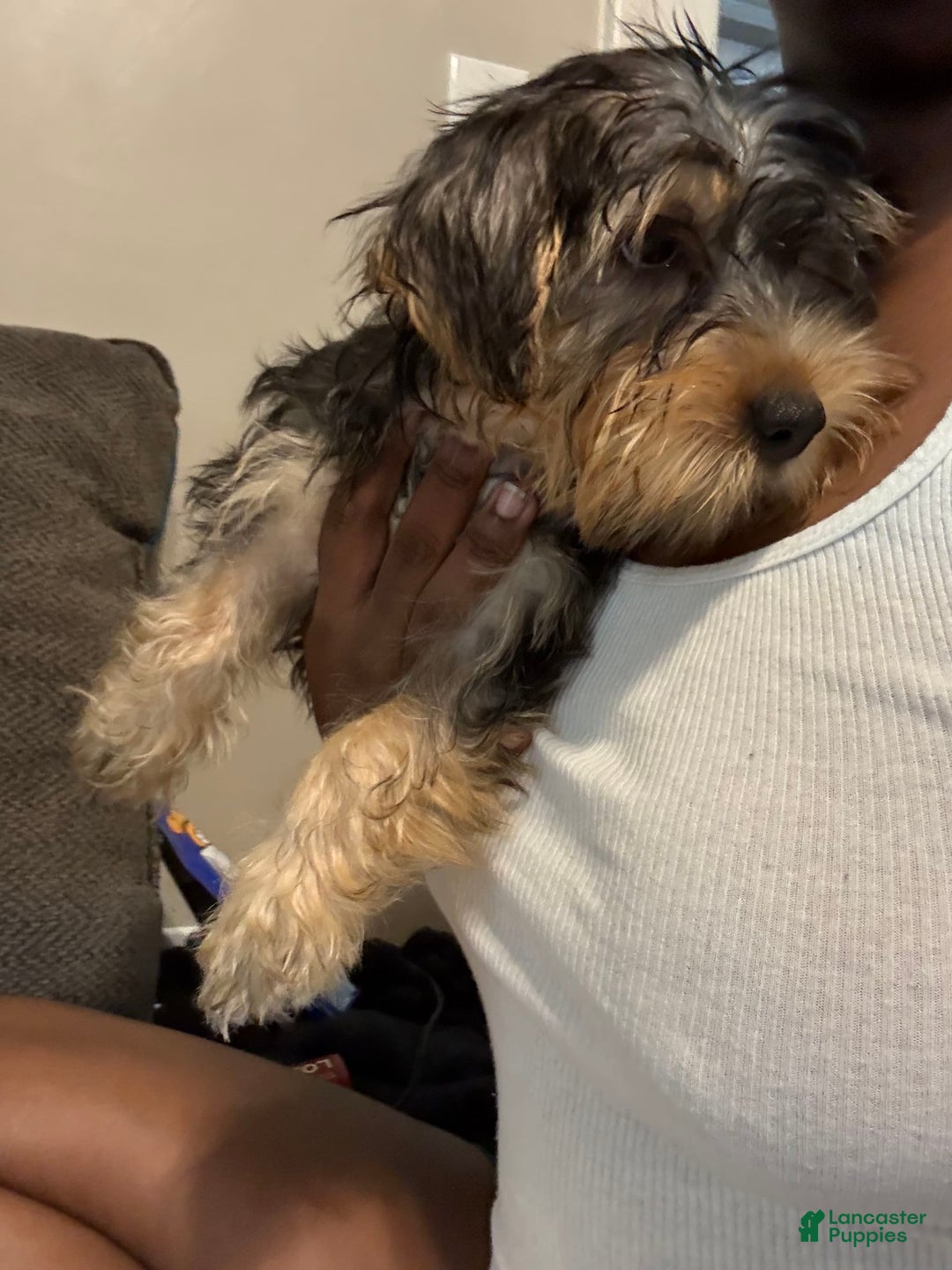Yorkshire Terrier dogs for sale: Prince - Image 4