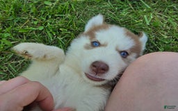 Siberian Husky dogs for sale: Oakley - Image 5
