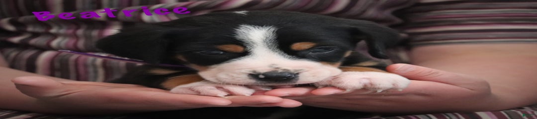Beatrice