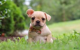 French Bulldog dogs for sale: Lacey - Image 13