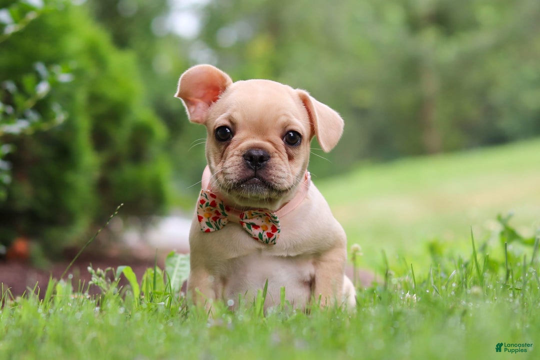 French Bulldog dogs for sale: Lacey - Image 13