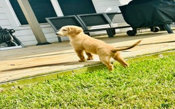 Goldendoodle dogs for sale: Luna - Image 1