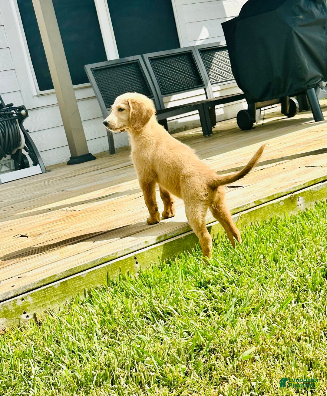 Goldendoodle dogs for sale: Luna - Image 1