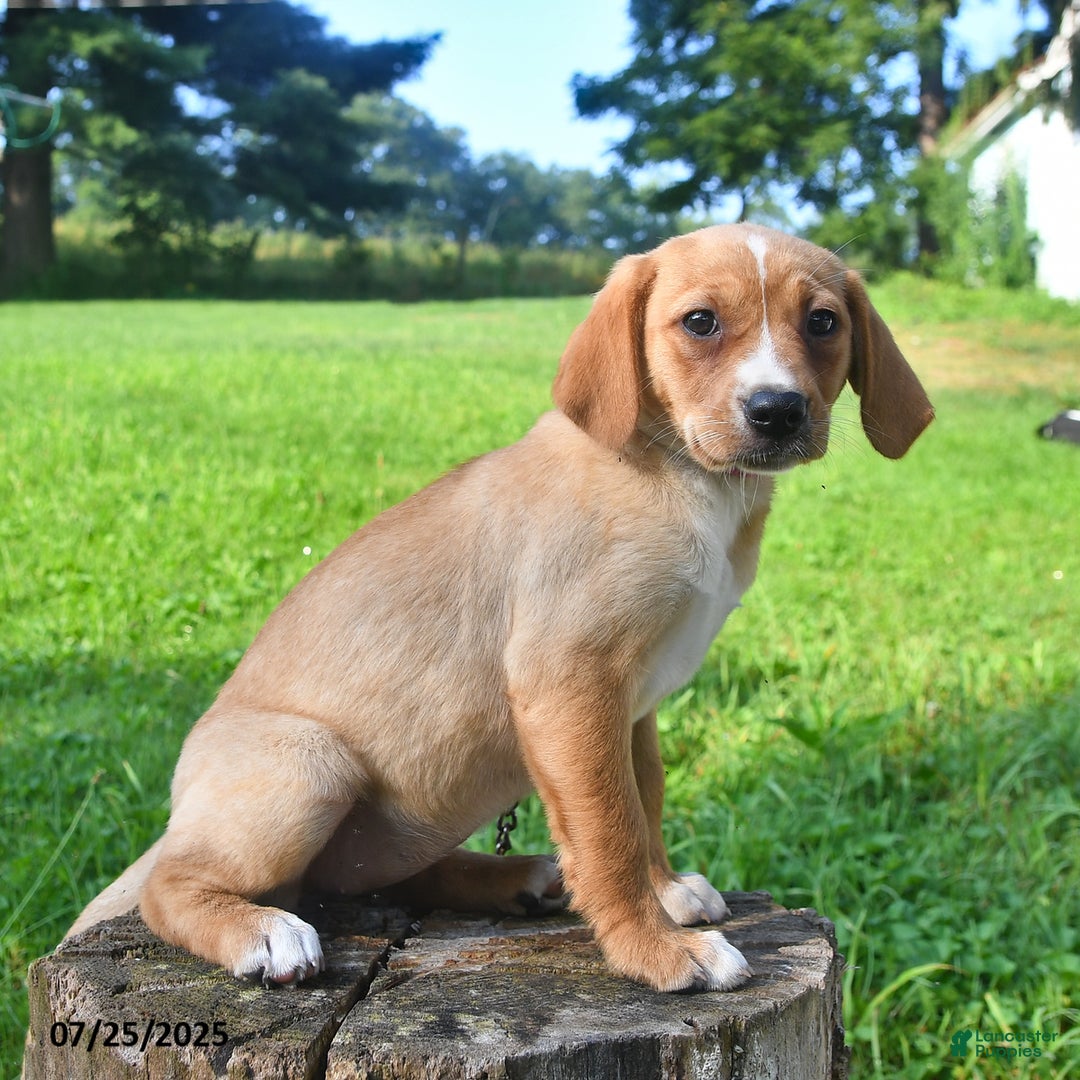 Golden Retriever dogs for sale: Sadie - Image 2