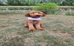 Standard Poodle dogs for sale: Snickers - Image 2