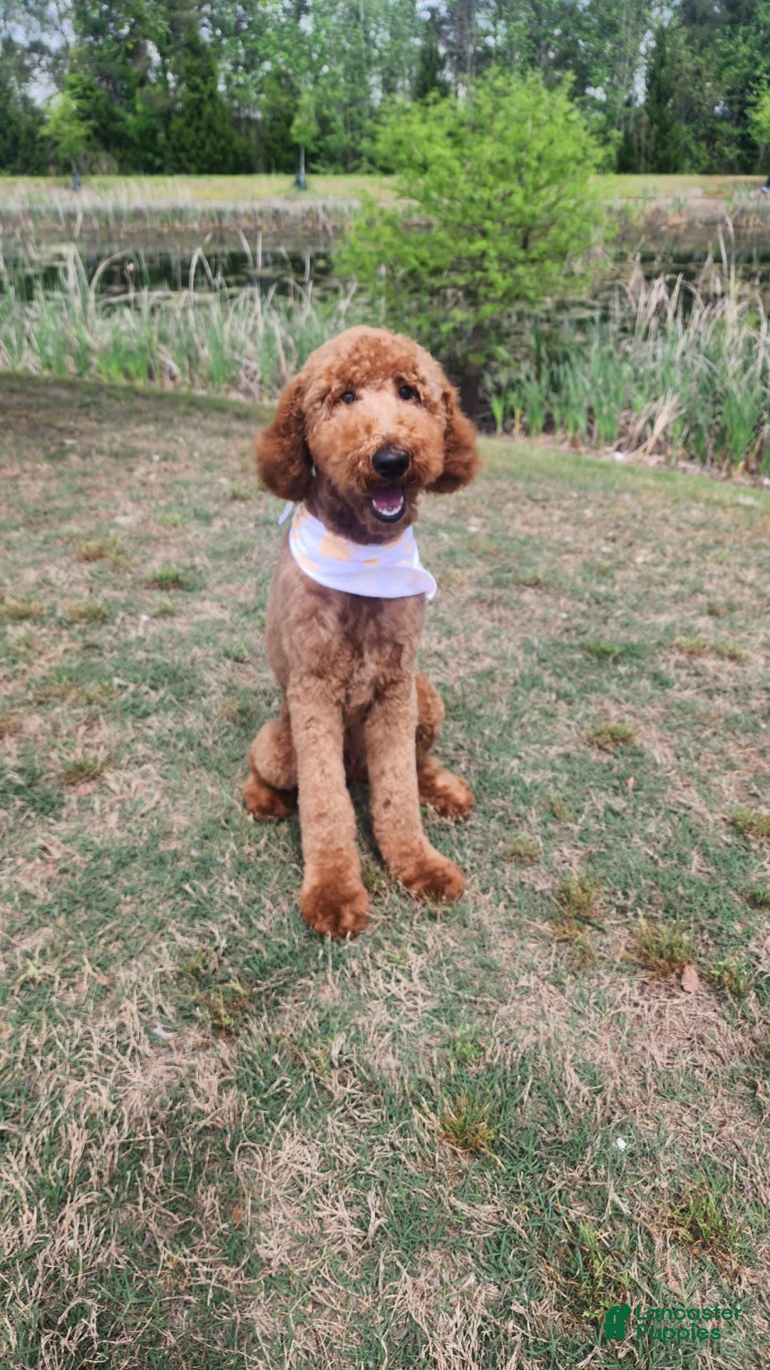 Standard Poodle dogs for sale: Snickers - Image 2