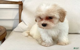 Havapoo dogs for sale: Jace - Image 2