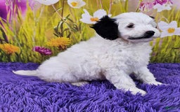  dogs for sale: Whitney - Image 7