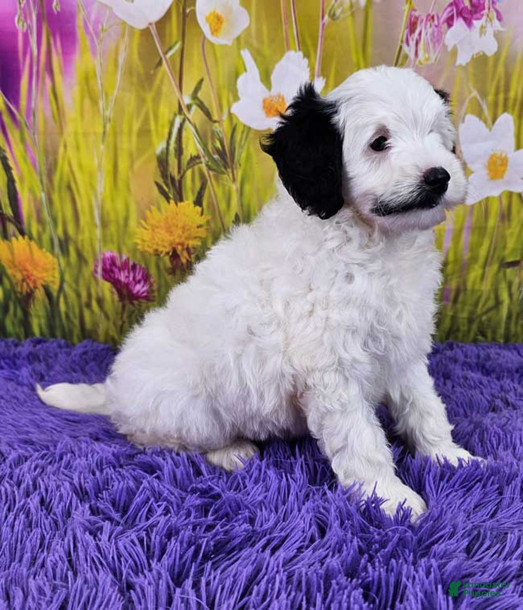  dogs for sale: Whitney - Image 7