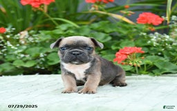 French Bulldog dogs for sale: Buffy - Image 1