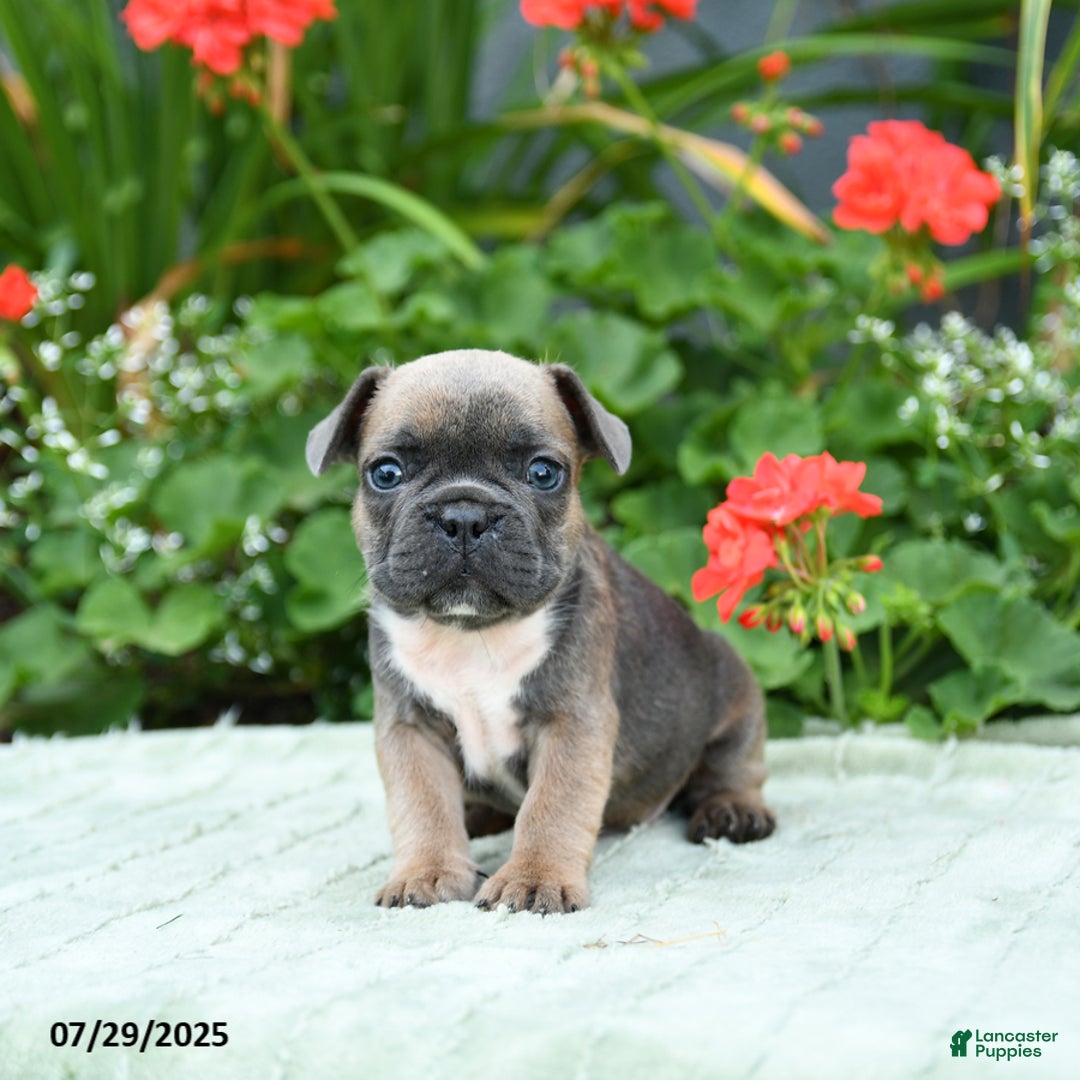 French Bulldog dogs for sale: Buffy - Image 1