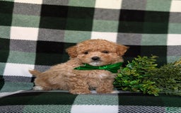 Maltipoo dogs for sale: Daine - Image 1