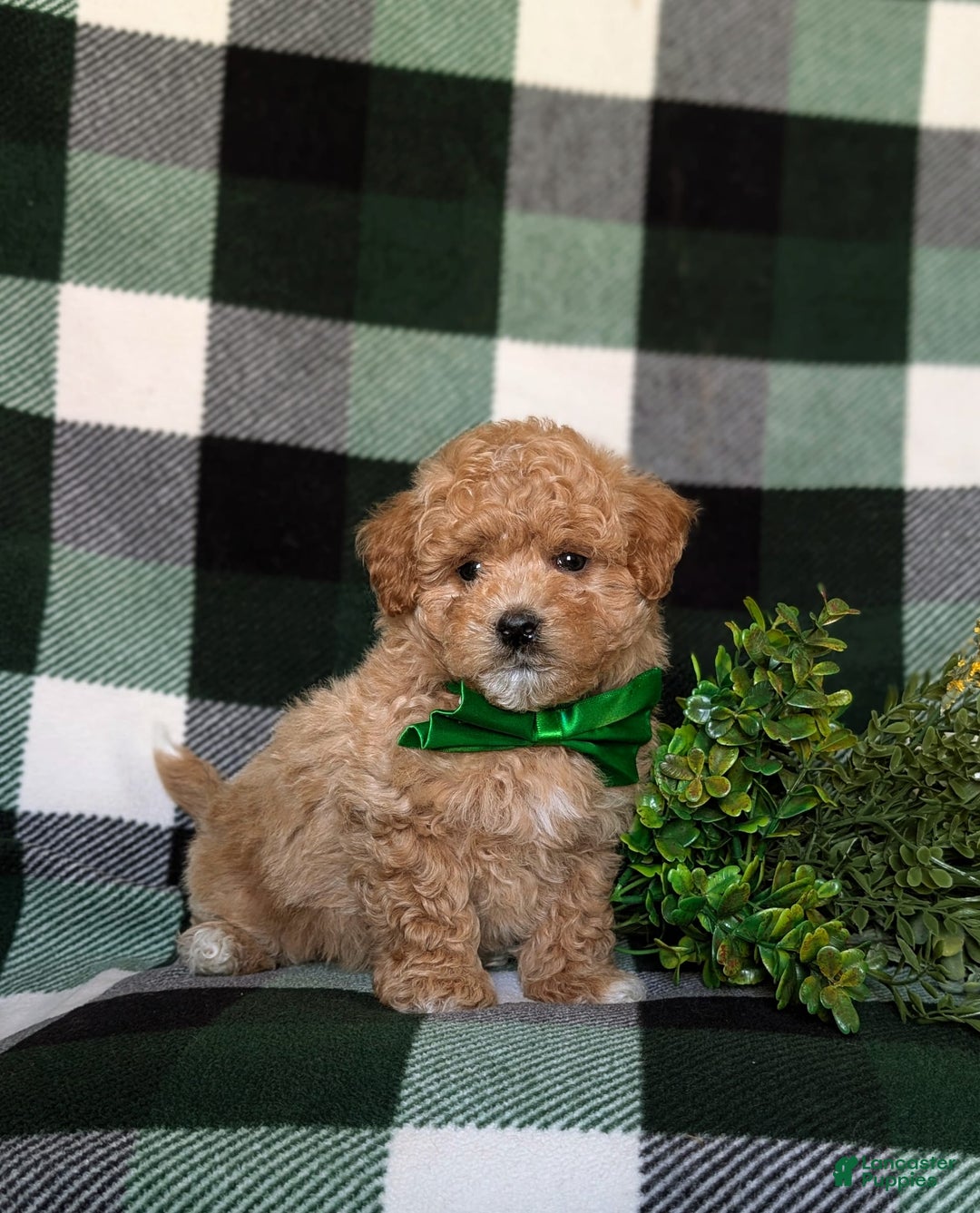 Maltipoo dogs for sale: Daine - Image 1