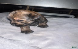 Yorkiepoo dogs for sale: Coco - Image 3