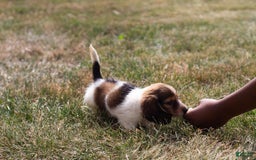 Miniature Dachshund dogs for sale: Bear - Image 2