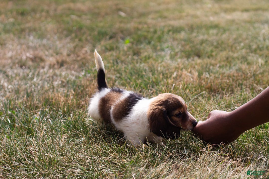 Miniature Dachshund dogs for sale: Bear - Image 2