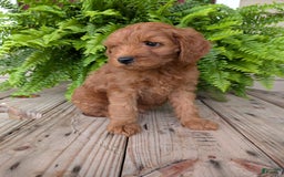Mini Goldendoodle dogs for sale: Mini -kory - Image 9