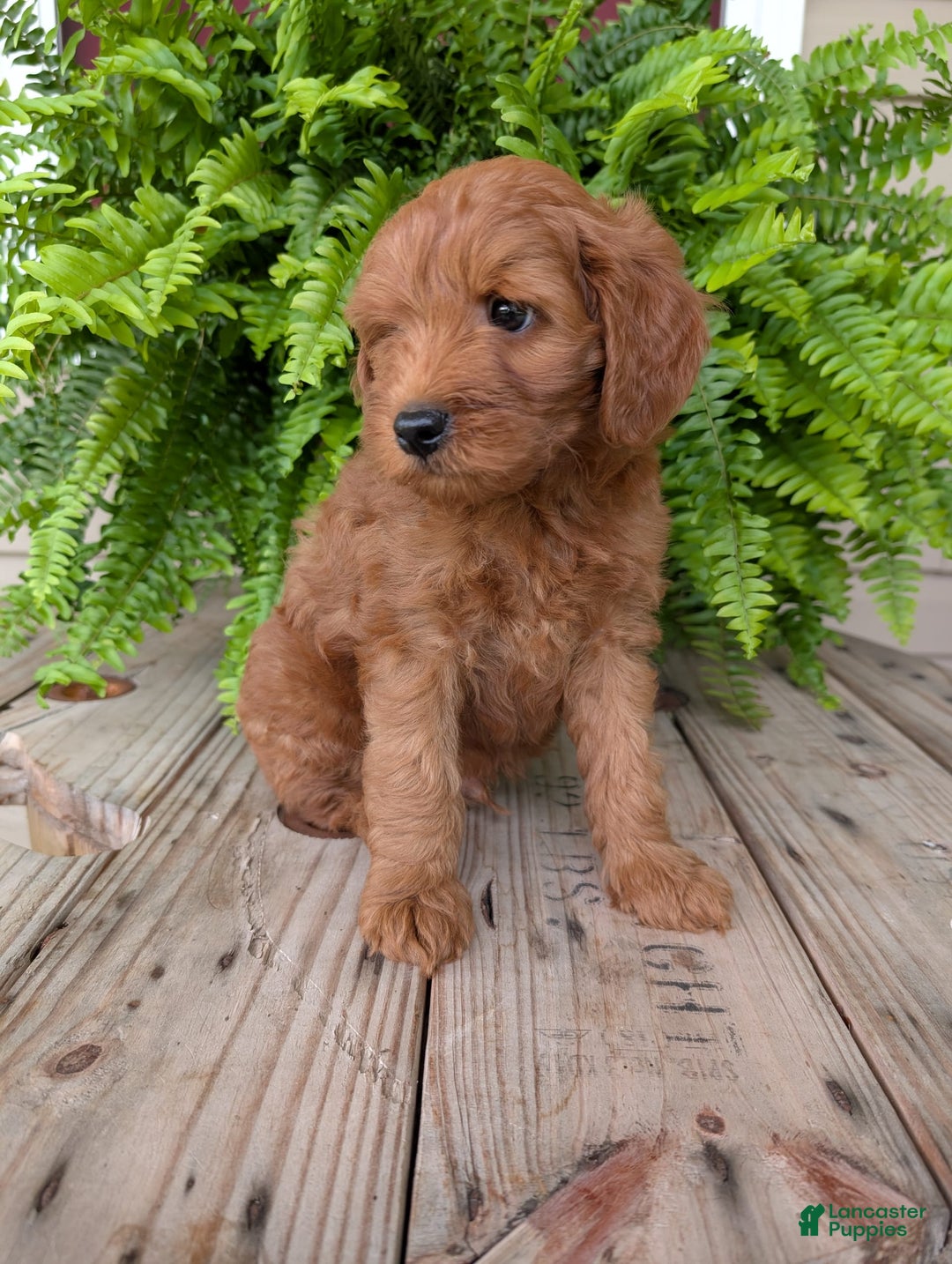Mini Goldendoodle dogs for sale: Mini -kory - Image 9