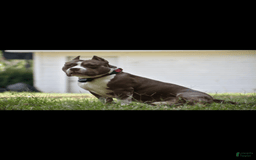 American Bully dogs for sale: Coco - Image 3
