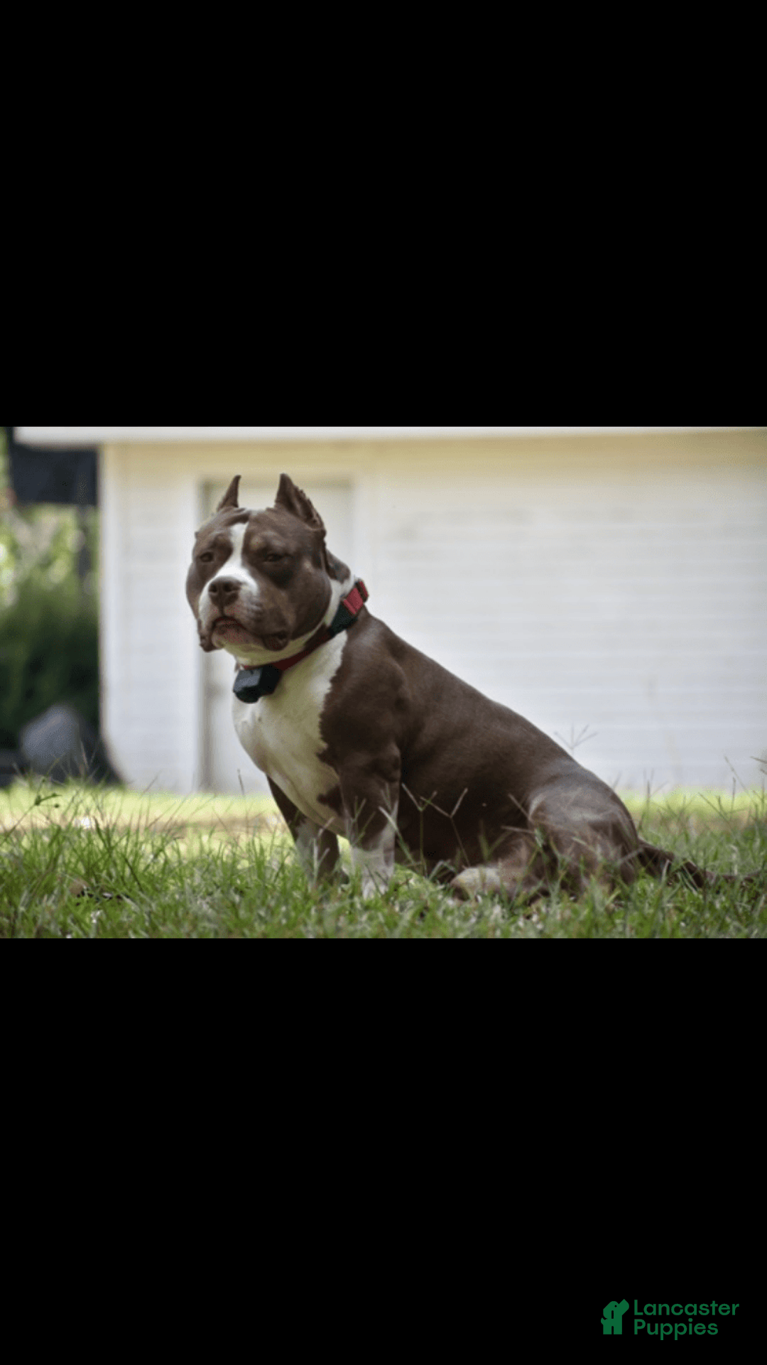 American Bully dogs for sale: Coco - Image 3