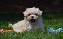 Maltipoo dogs for sale: Sandy - Image 2