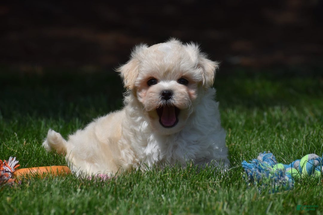 Maltipoo dogs for sale: Sandy - Image 2