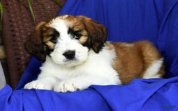 Saint Berdoodles dogs for sale: Diva - Image 2