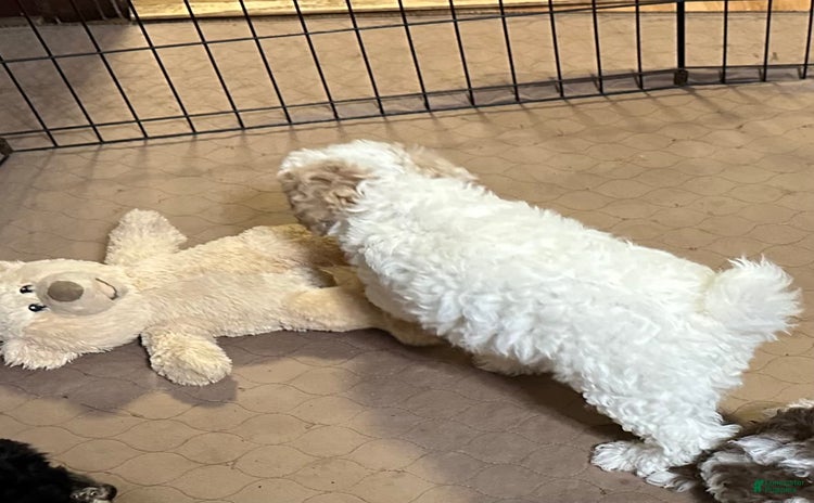 Miniature Poodle dogs for sale - Ad 5