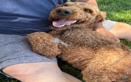 Standard Poodle dogs for sale: Ike - Image 4