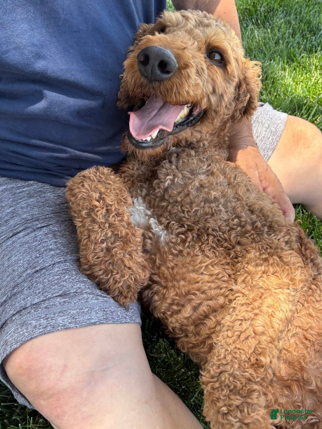 Standard Poodle dogs for sale: Ike - Image 4