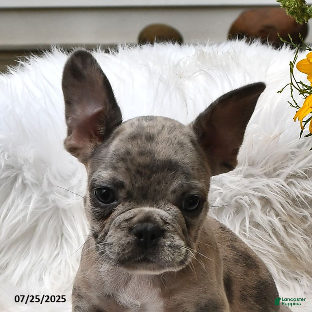 French Bulldog dogs for sale: Hero - Image 10