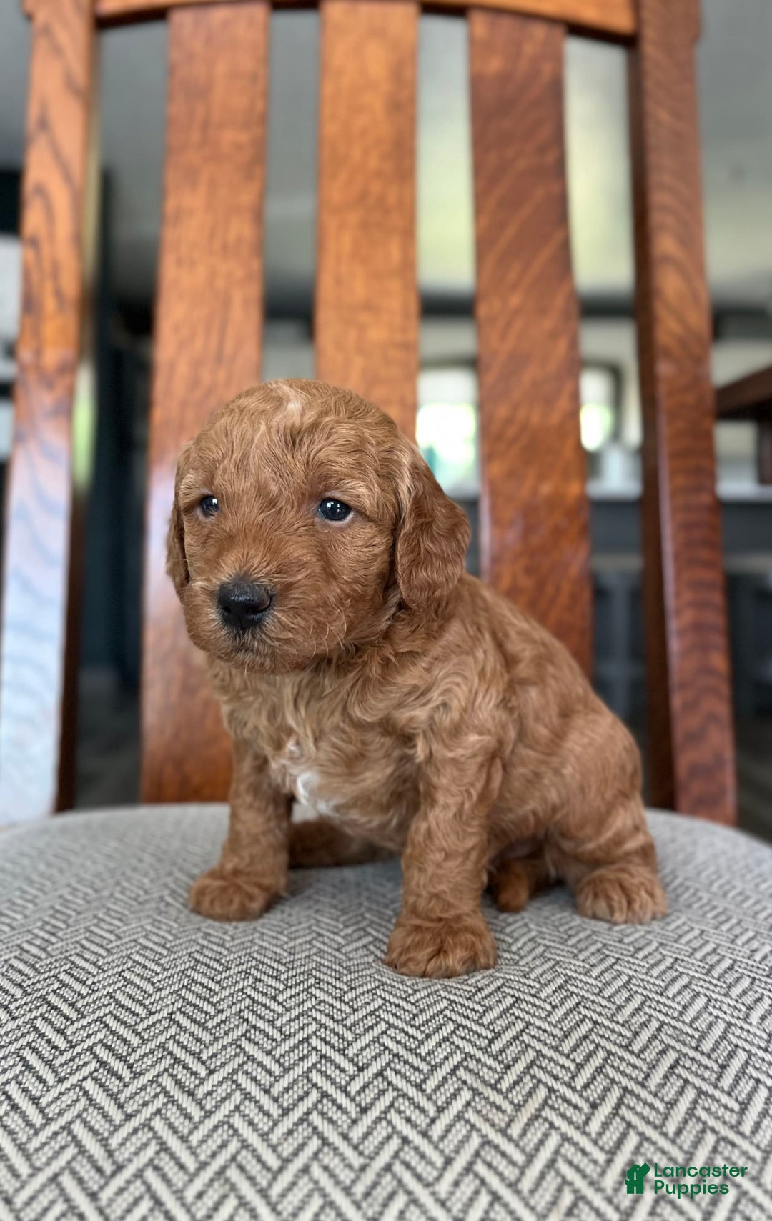 Mini Goldendoodle dogs for sale: Leroy - Image 1