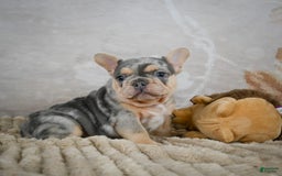 French Bulldog dogs for sale: River - Image 9