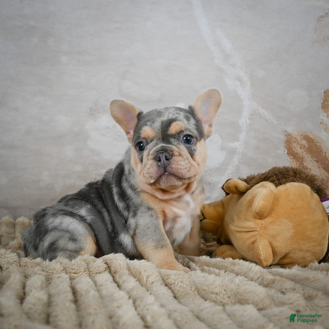 French Bulldog dogs for sale: River - Image 9
