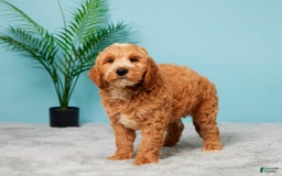 Mini Goldendoodle dogs for sale: Asher - Image 3