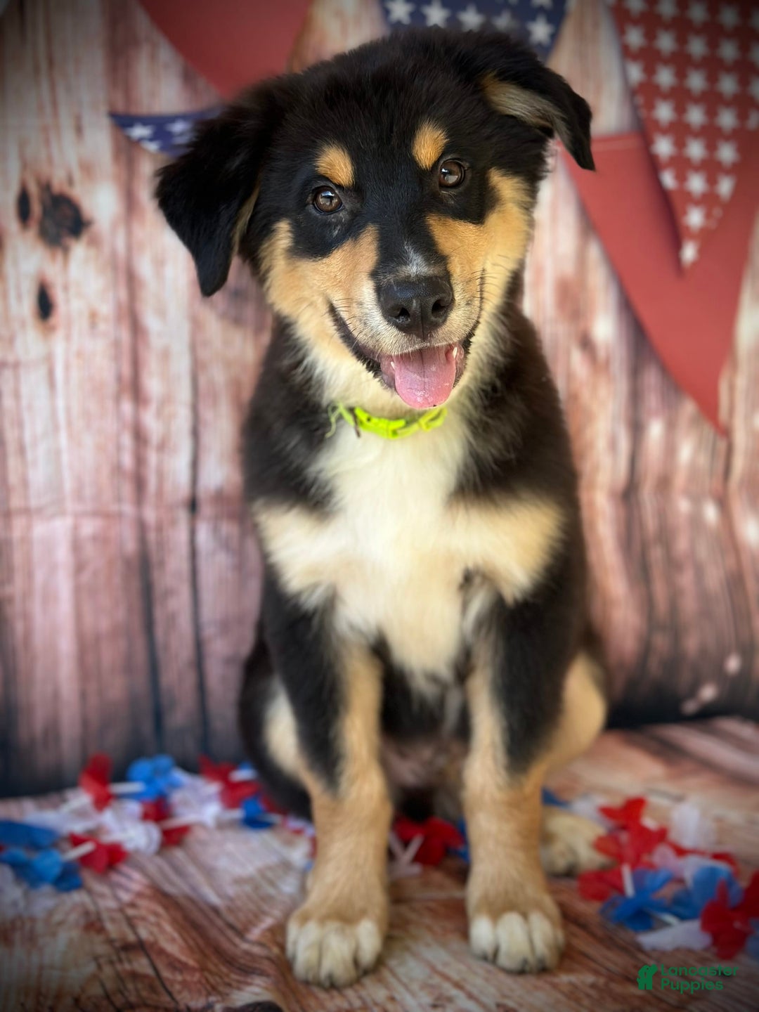 Australian Shepherd dogs for sale: Lime Green Collar Boy - Image 1