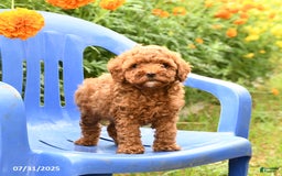 Toy Poodle dogs for sale: Jack - Image 5