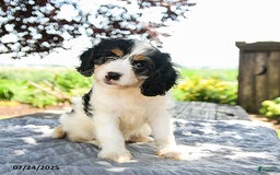 Cavapoo dogs for sale: Luna - Image 1