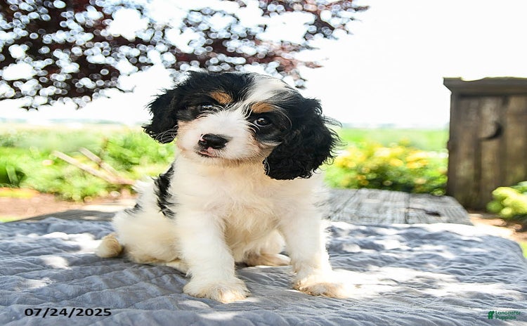 Cavapoo dogs for sale - Ad 3