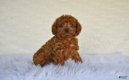 Cockapoo dogs for sale: Penny - Image 3